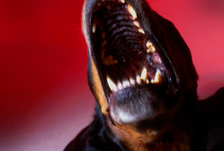 Rottweiler not Swine Flu Outbreak : London : UK